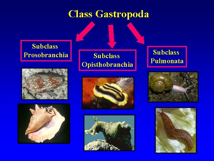 Class Gastropoda Subclass Prosobranchia Subclass Opisthobranchia Subclass Pulmonata 