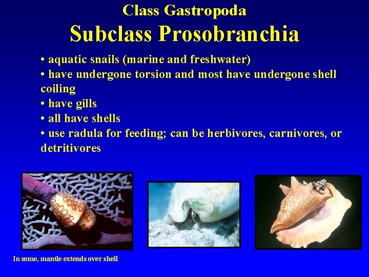 Class Gastropoda Subclass Prosobranchia • aquatic snails (marine and freshwater) • have undergone torsion
