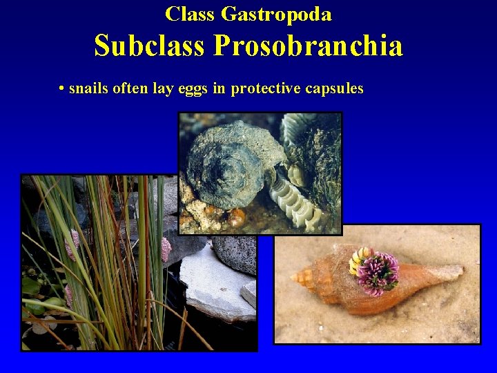 Class Gastropoda Subclass Prosobranchia • snails often lay eggs in protective capsules 