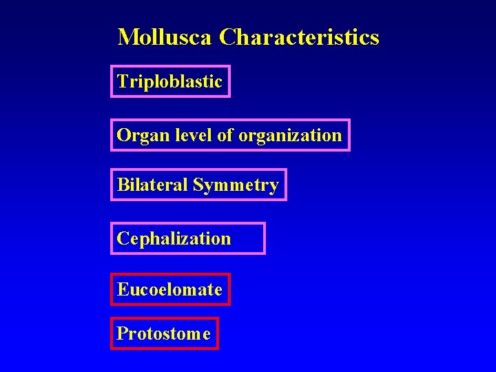 Mollusca Characteristics Triploblastic Organ level of organization Bilateral Symmetry Cephalization Eucoelomate Protostome 