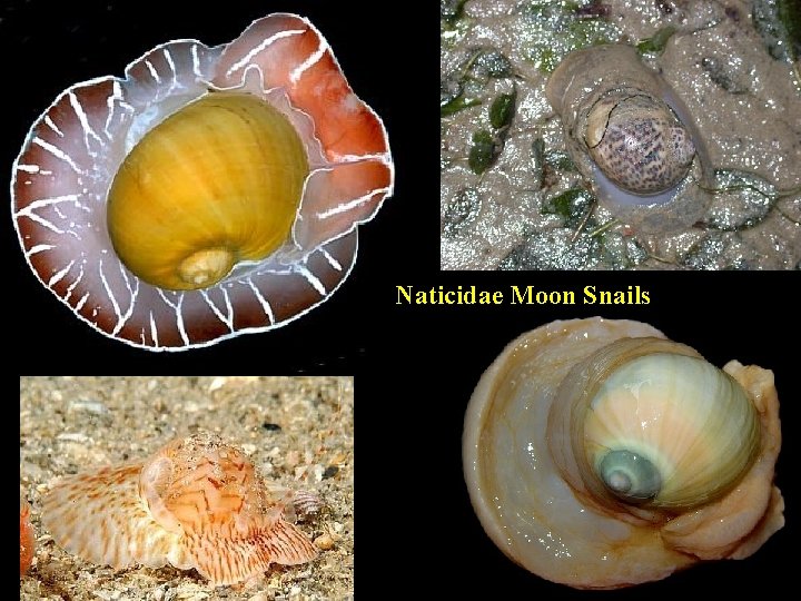 Naticidae Moon Snails 
