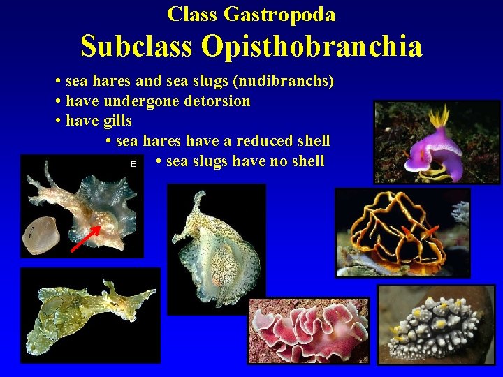 Class Gastropoda Subclass Opisthobranchia • sea hares and sea slugs (nudibranchs) • have undergone