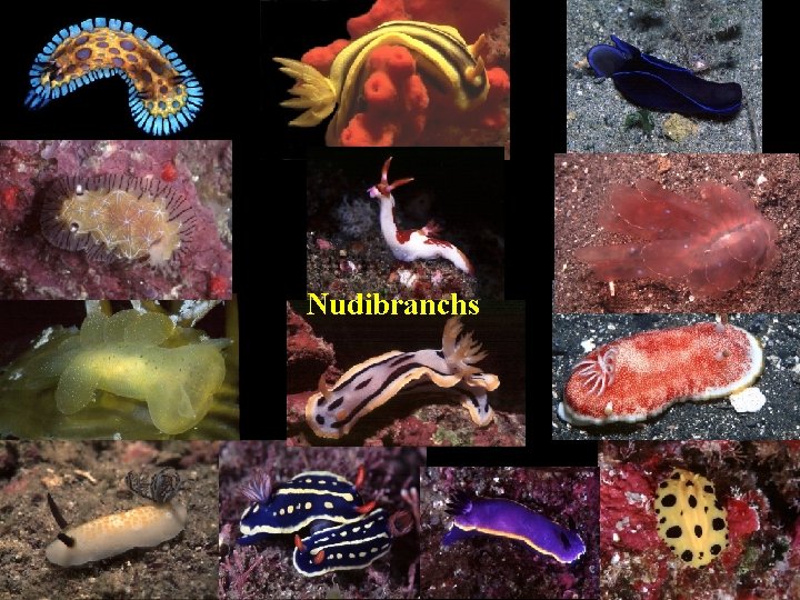 Nudibranchs 