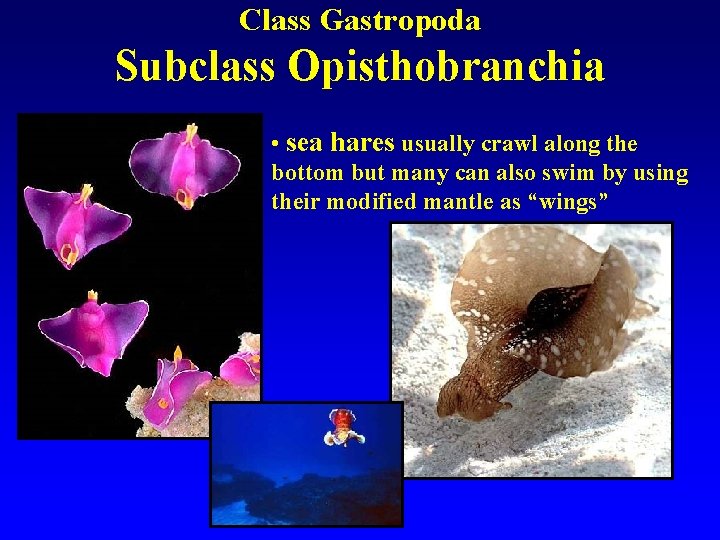 Class Gastropoda Subclass Opisthobranchia • sea hares usually crawl along the bottom but many