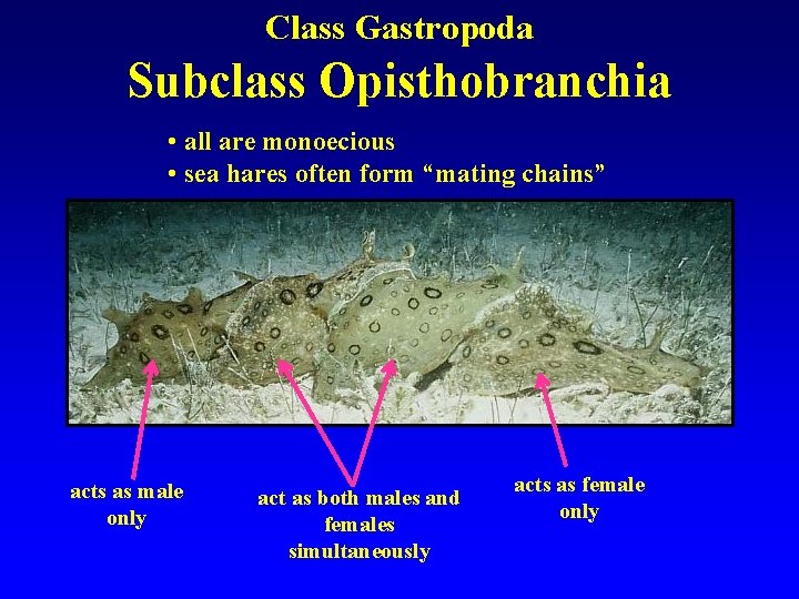 Class Gastropoda Subclass Opisthobranchia • all are monoecious • sea hares often form “mating