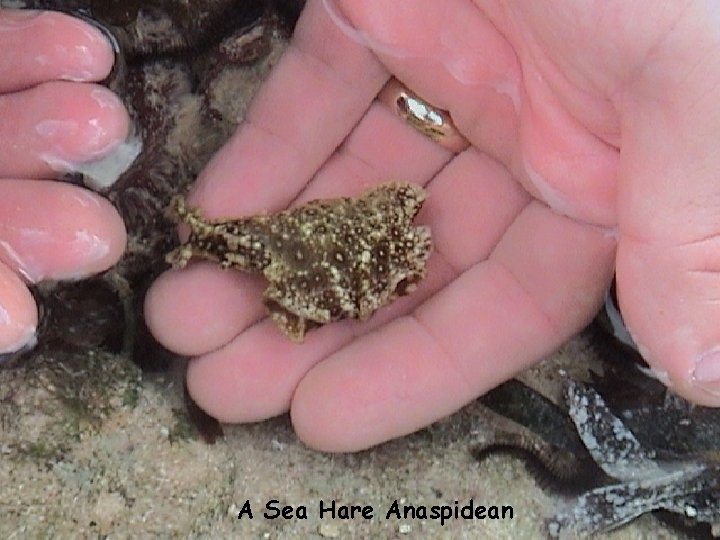 A Sea Hare Anaspidean 