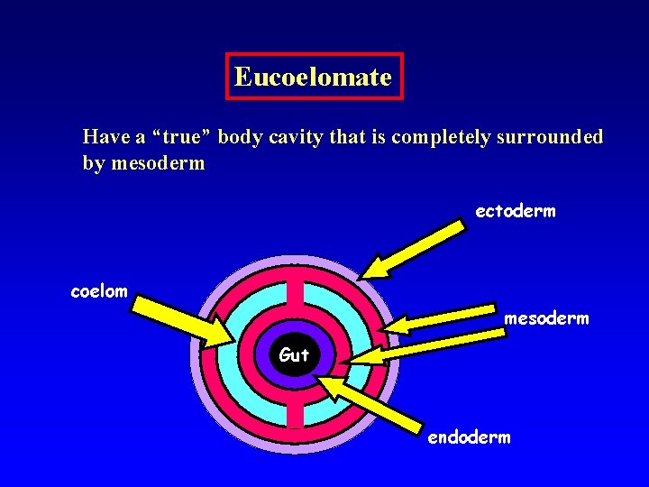 Eucoelomate Have a “true” body cavity that is completely surrounded by mesoderm ectoderm coelom