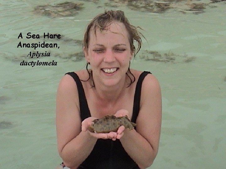 A Sea Hare Anaspidean, Aplysia dactylomela 