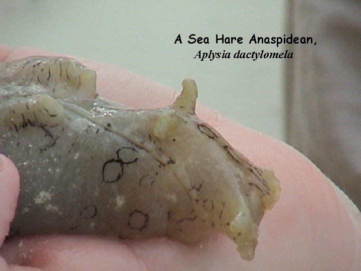 A Sea Hare Anaspidean, Aplysia dactylomela 