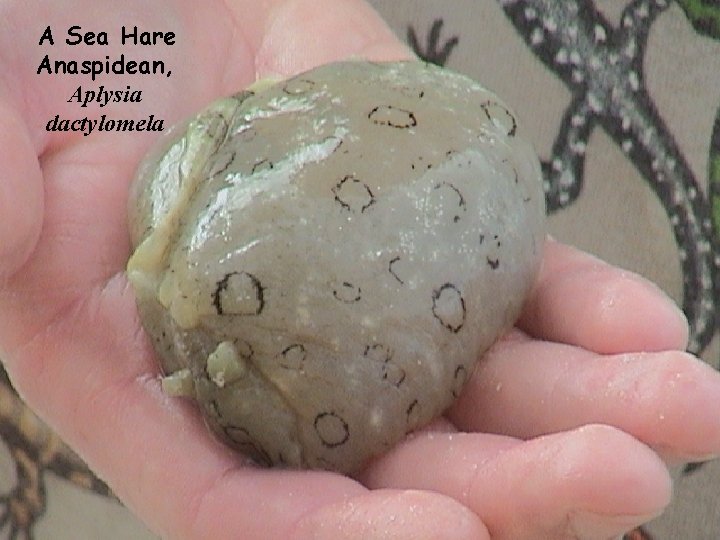 A Sea Hare Anaspidean, Aplysia dactylomela 