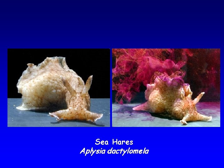 Sea Hares Aplysia dactylomela 
