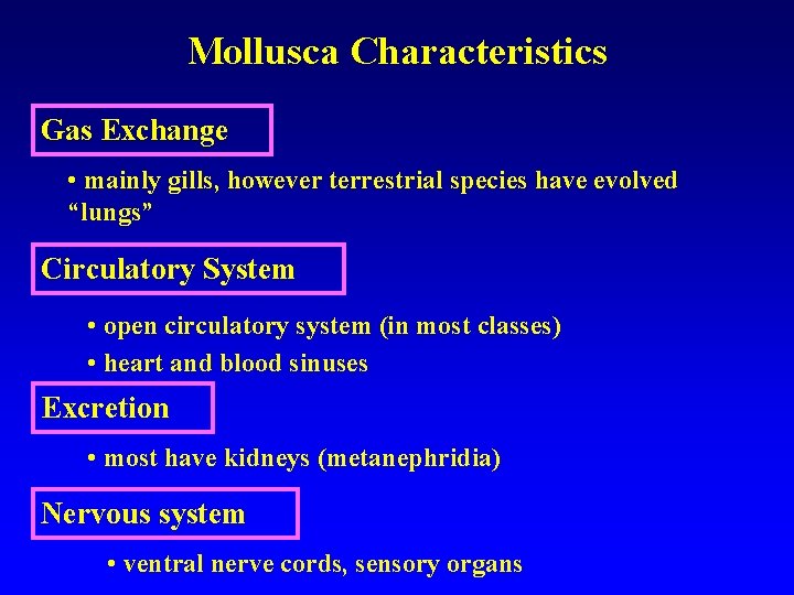 Mollusca Characteristics Gas Exchange • mainly gills, however terrestrial species have evolved “lungs” Circulatory