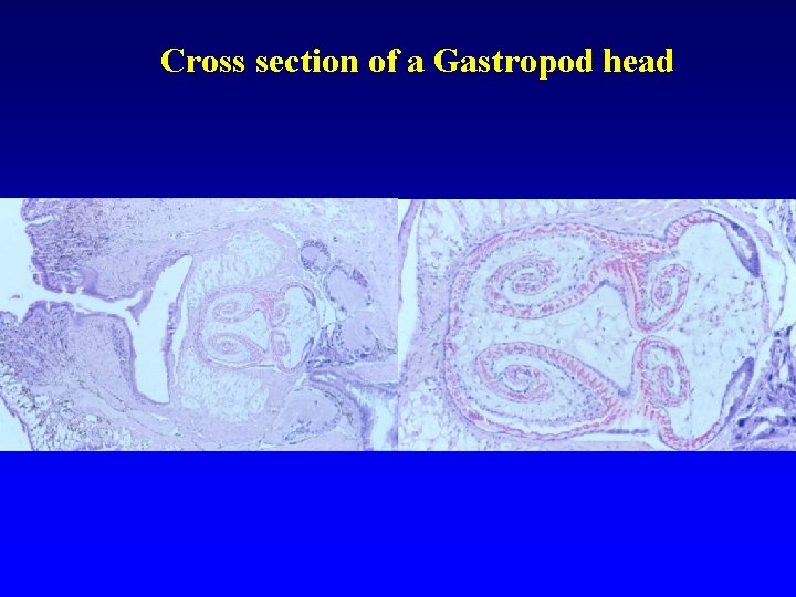 Cross section of a Gastropod head 