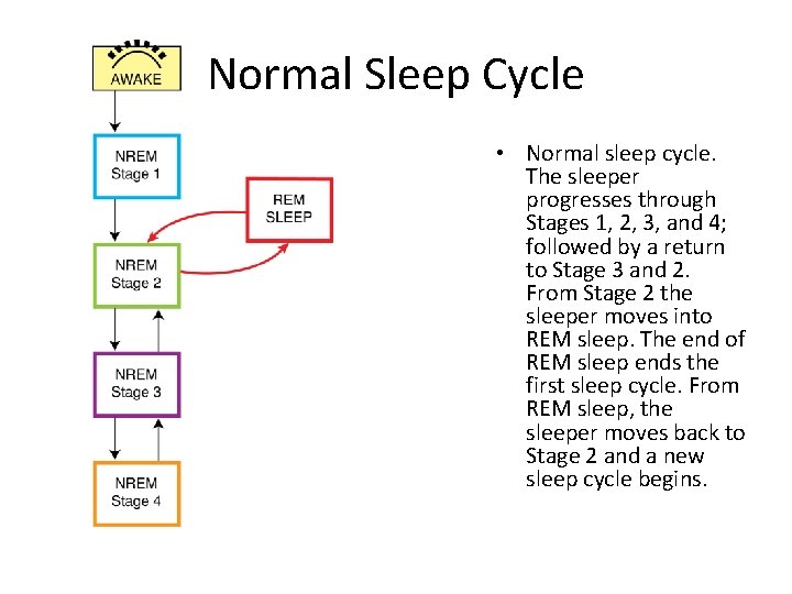 Normal Sleep Cycle • Normal sleep cycle. The sleeper progresses through Stages 1, 2,