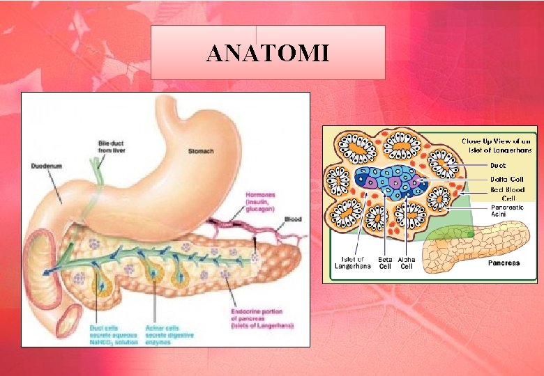 ANATOMI 