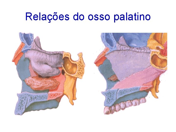 Relações do osso palatino 