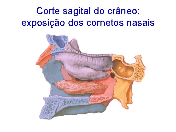 Corte sagital do crâneo: exposição dos cornetos nasais 