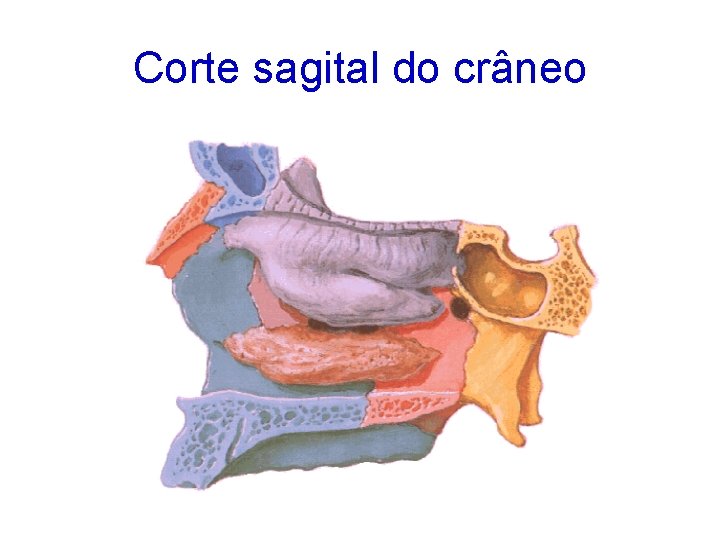 Corte sagital do crâneo 