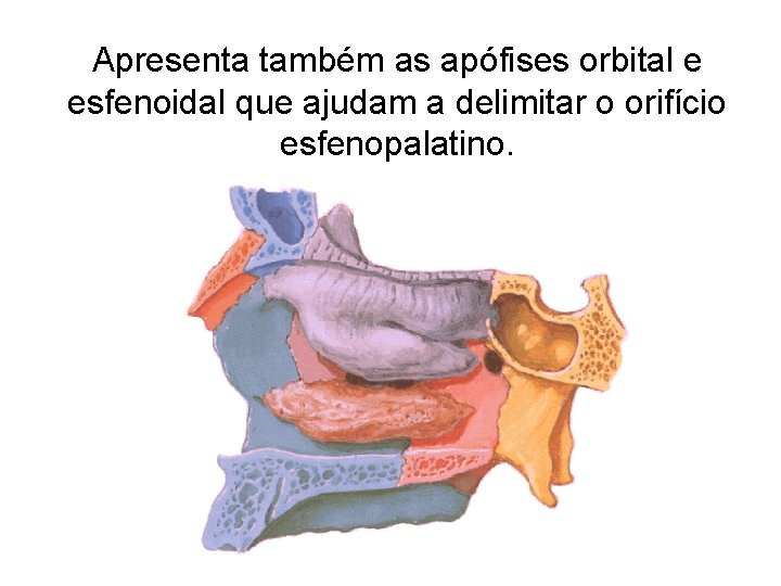 Apresenta também as apófises orbital e esfenoidal que ajudam a delimitar o orifício esfenopalatino.