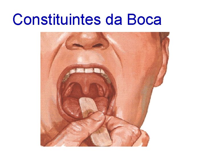 Constituintes da Boca 