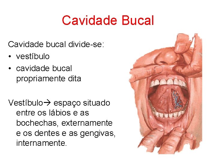 Cavidade Bucal Cavidade bucal divide-se: • vestíbulo • cavidade bucal propriamente dita Vestíbulo espaço