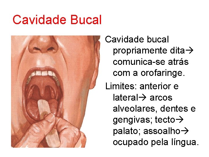 Cavidade Bucal Cavidade bucal propriamente dita comunica-se atrás com a orofaringe. Limites: anterior e