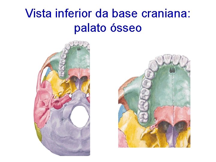 Vista inferior da base craniana: palato ósseo 