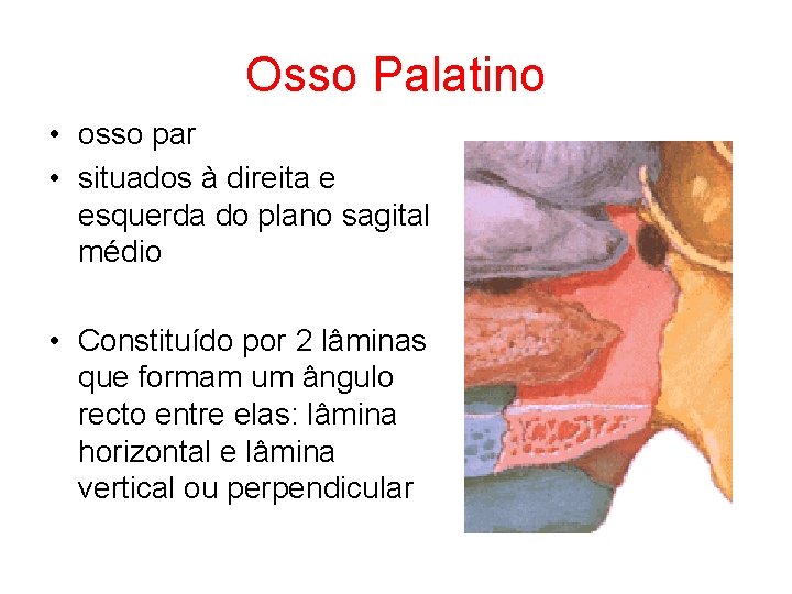 Osso Palatino • osso par • situados à direita e esquerda do plano sagital