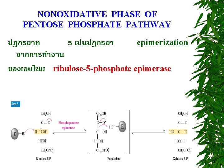 NONOXIDATIVE PHASE OF PENTOSE PHOSPHATE PATHWAY ปฏกรยาท 5 เปนปฏกรยา epimerization จากการทำงาน ของเอนไซม ribulose-5 -phosphate