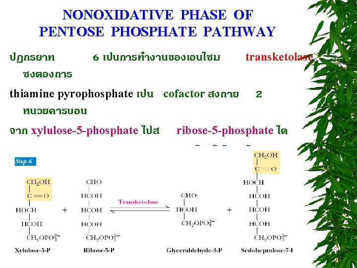 NONOXIDATIVE PHASE OF PENTOSE PHOSPHATE PATHWAY ปฏกรยาท ซงตองการ 6 เปนการทำงานของเอนไซม thiamine pyrophosphate เปน cofactor