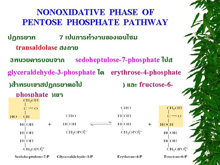 NONOXIDATIVE PHASE OF PENTOSE PHOSPHATE PATHWAY ปฏกรยาท 7 เปนการทำงานของเอนไซม transaldolase สงถาย 3หนวยคารบอนจาก sedoheptulose-7 -phosphate