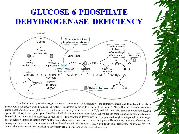 GLUCOSE-6 -PHOSPHATE DEHYDROGENASE DEFICIENCY 