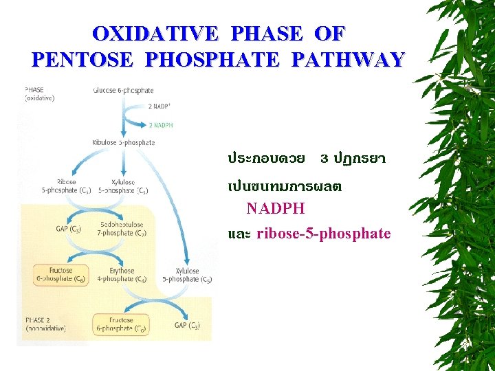 OXIDATIVE PHASE OF PENTOSE PHOSPHATE PATHWAY ประกอบดวย 3 ปฏกรยา เปนขนทมการผลต NADPH และ ribose-5 -phosphate