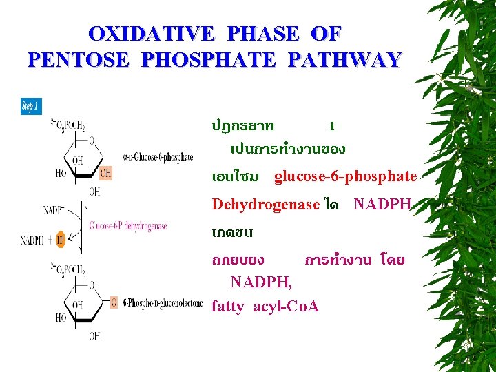 OXIDATIVE PHASE OF PENTOSE PHOSPHATE PATHWAY ปฏกรยาท 1 เปนการทำงานของ เอนไซม glucose-6 -phosphate Dehydrogenase ได