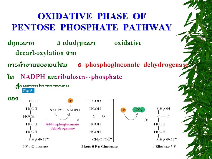 OXIDATIVE PHASE OF PENTOSE PHOSPHATE PATHWAY ปฏกรยาท 3 เปนปฏกรยา oxidative decarboxylation จาก การทำงานของเอนไซม 6