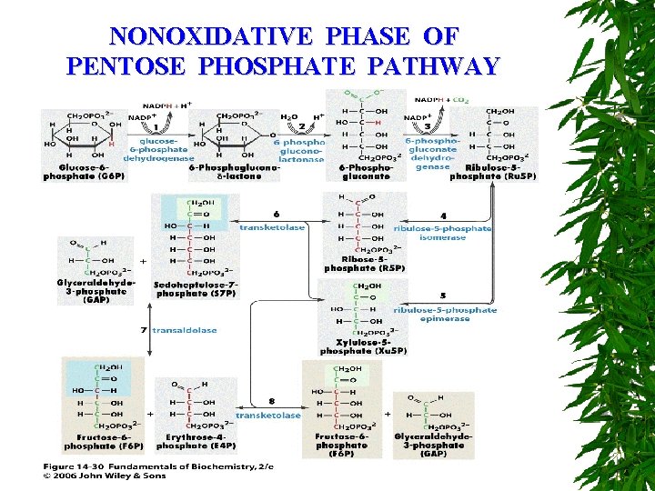 NONOXIDATIVE PHASE OF PENTOSE PHOSPHATE PATHWAY 