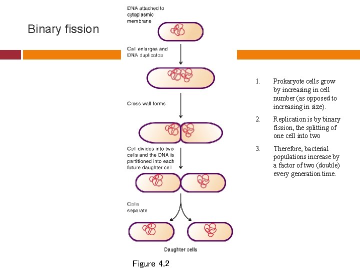 Binary fission Figure 4. 2 1. Prokaryote cells grow by increasing in cell number Binary fission Figure 4. 2 1. Prokaryote cells grow by increasing in cell number