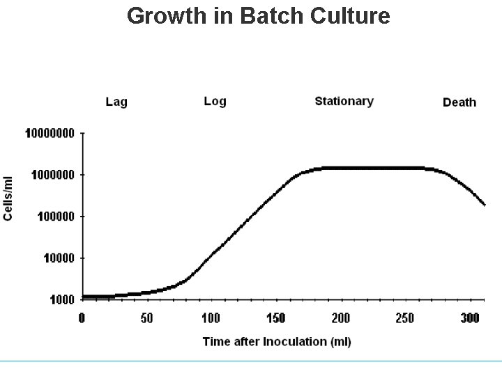 Growth in Batch Culture Growth in Batch Culture