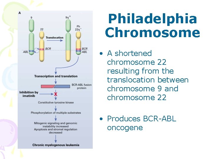 Philadelphia Chromosome • A shortened chromosome 22 resulting from the translocation between chromosome 9