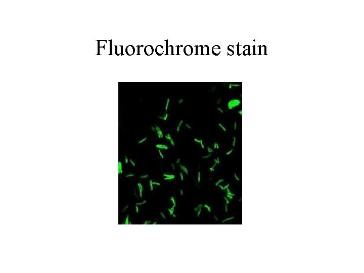 Fluorochrome stain 