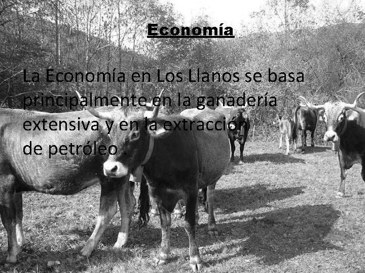 Economía La Economía en Los Llanos se basa principalmente en la ganadería extensiva y
