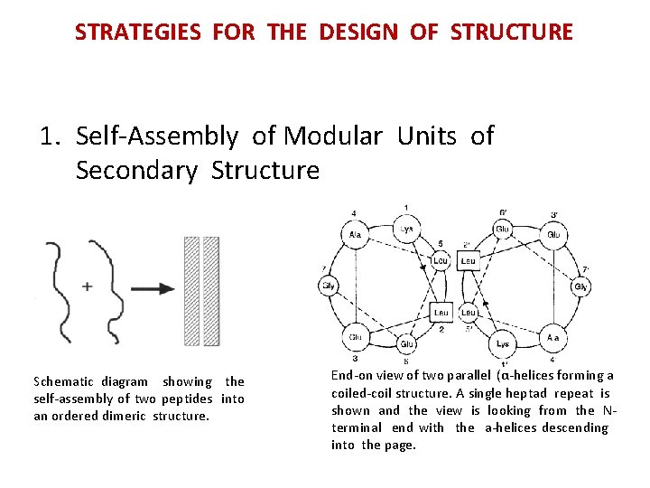 STRATEGIES FOR THE DESIGN OF STRUCTURE 1. Self-Assembly of Modular Units of Secondary Structure