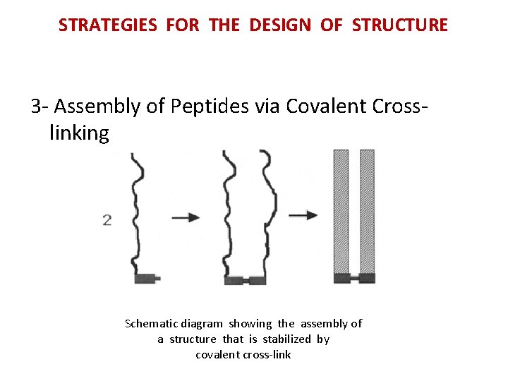 STRATEGIES FOR THE DESIGN OF STRUCTURE 3 - Assembly of Peptides via Covalent Crosslinking