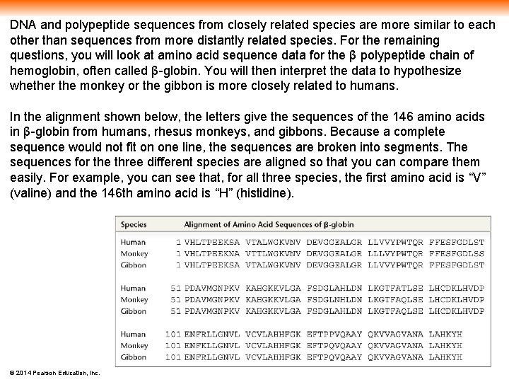 DNA and polypeptide sequences from closely related species are more similar to each other