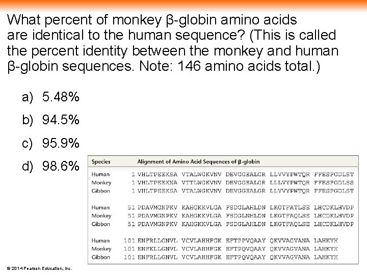 What percent of monkey β-globin amino acids are identical to the human sequence? (This