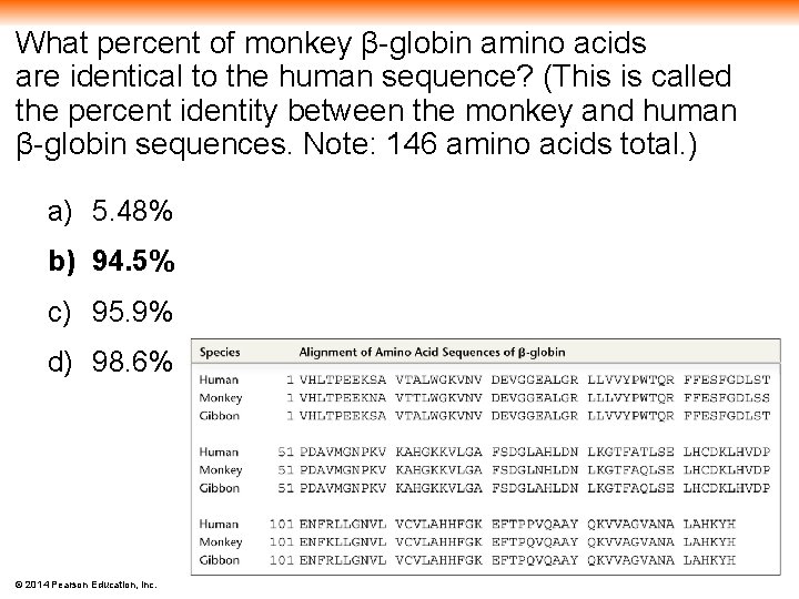 What percent of monkey β-globin amino acids are identical to the human sequence? (This