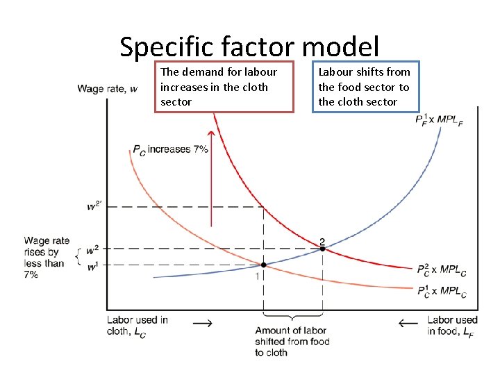 Specific factor model The demand for labour increases in the cloth sector Labour shifts