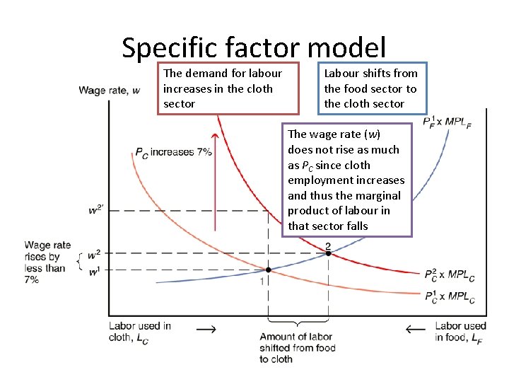 Specific factor model The demand for labour increases in the cloth sector Labour shifts