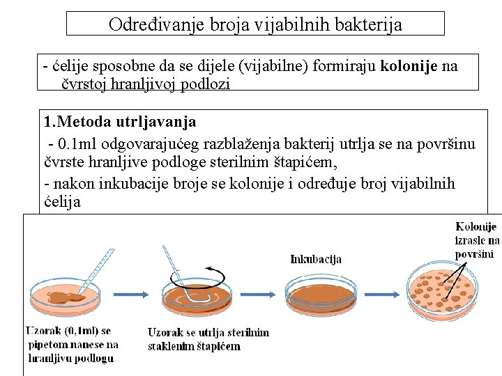 Određivanje broja vijabilnih bakterija - ćelije sposobne da se dijele (vijabilne) formiraju kolonije na