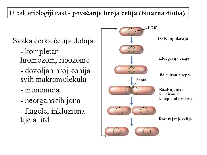 U bakteriologiji rast - povećanje broja ćelija (binarna dioba) Svaka ćerka ćelija dobija -